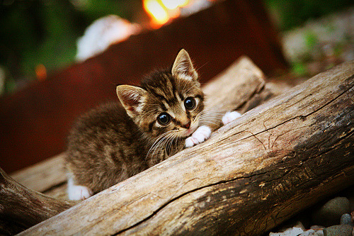 布莱顿客场取胜富勒姆，取得连胜态势，布莱顿对埃弗顿聚胜顽球汇