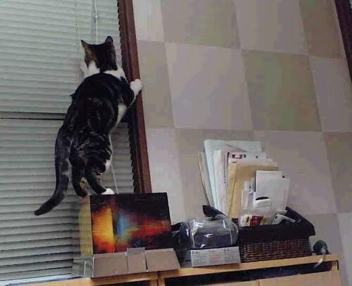 梅西率领迈阿密国际3-1战胜洛杉矶FC，晋级中北美洲及加勒比海冠军杯半决赛