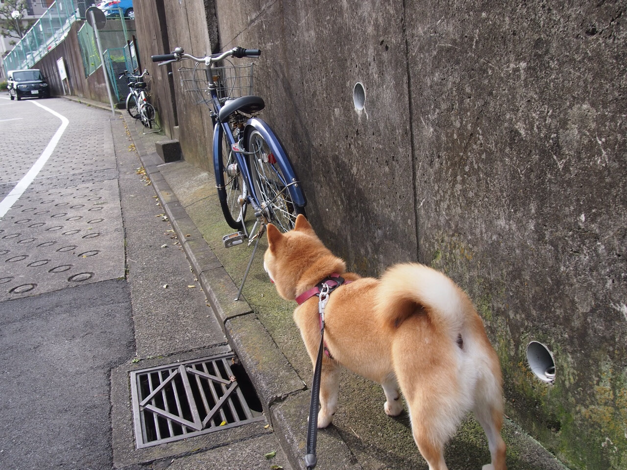 体育新闻中心开展体育短视频内容创作培训,如何创新体育短视频