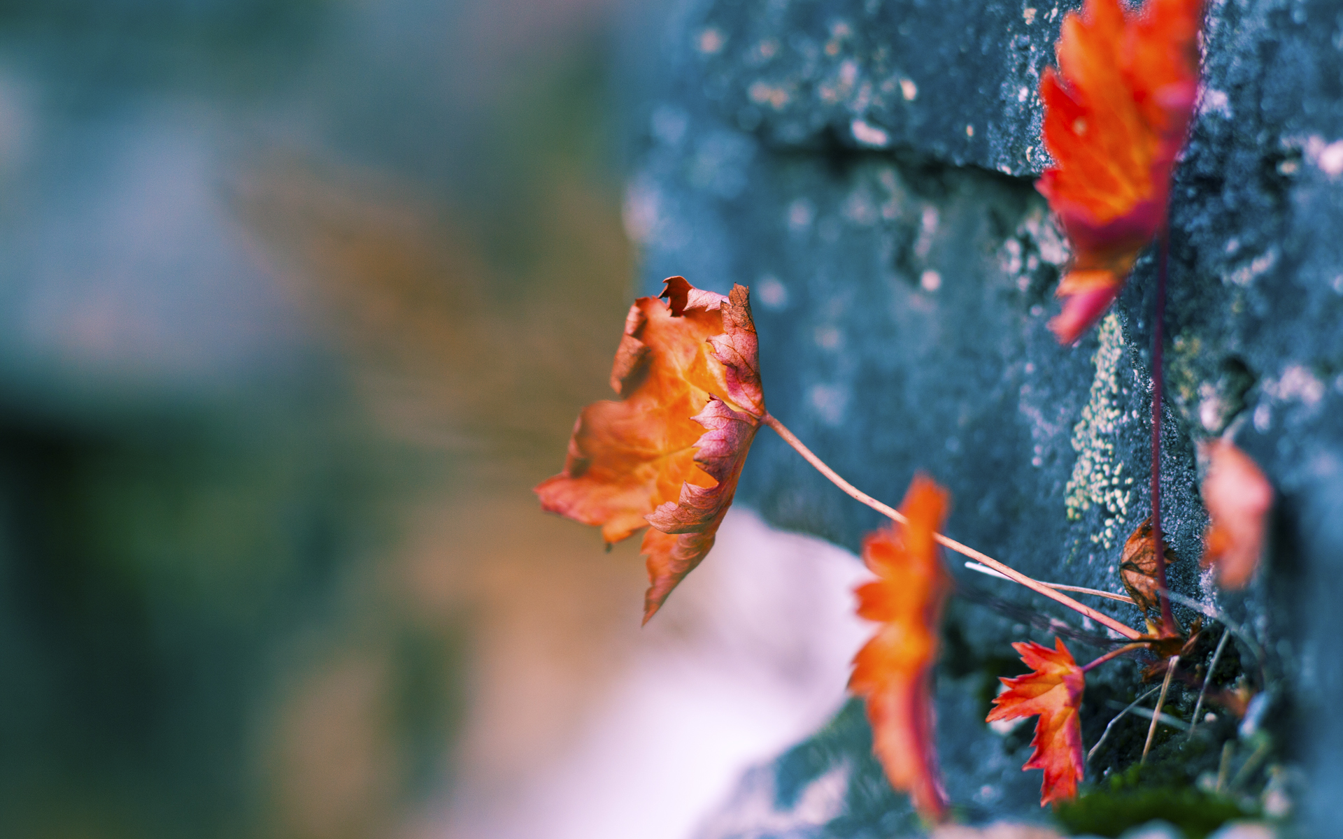 俱乐部文化理念无法传导至青训层级,俱乐部企业文化一般怎么写